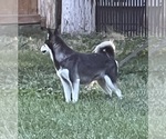 Small Photo #1 Alaskan Klee Kai Puppy For Sale in MOUNTAIN HOME, ID, USA