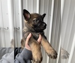 Puppy Lt Blue Female German Shepherd Dog
