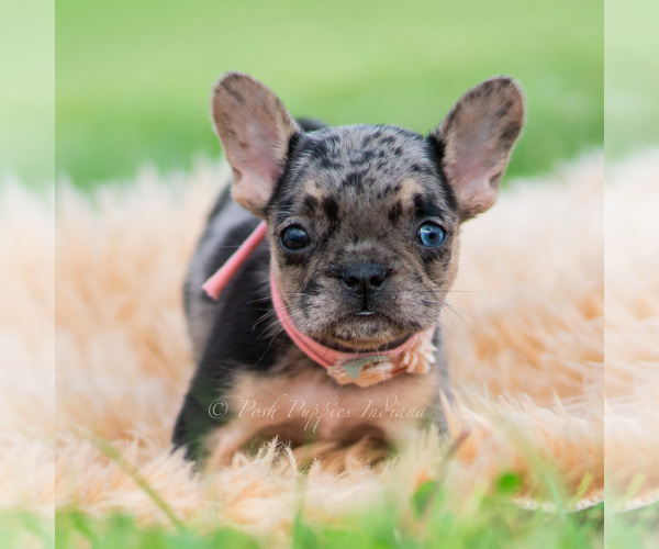 Medium Photo #6 French Bulldog Puppy For Sale in WARSAW, IN, USA