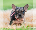 Small #5 French Bulldog