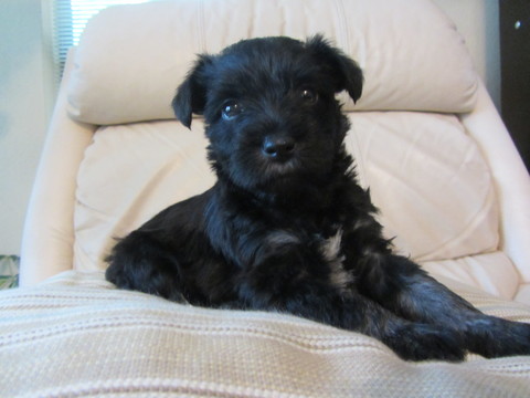 Medium Photo #1 Schnauzer (Miniature) Puppy For Sale in HIGHLAND VILLAGE, TX, USA
