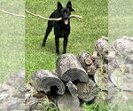 Small #2 Labrador Retriever Mix