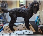 Small Photo #21 Poodle (Standard) Puppy For Sale in SAND SPRINGS, OK, USA