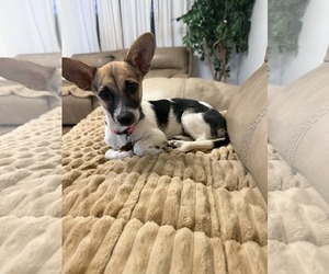 Caprie - Female Chihuahua Dog for Adoption - Photo #3