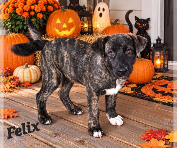 Medium Photo #1 Bullboxer Pit Puppy For Sale in Southbury, CT, USA
