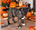 Felix - Male Bullboxer Pit Dog for Adoption - Small photo