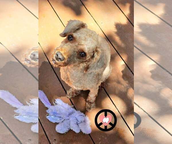 Medium Photo #3 Poodle (Miniature) Puppy For Sale in Lebanon, PA, USA