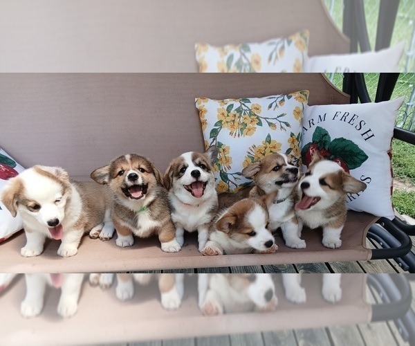 Medium Photo #1 Pembroke Welsh Corgi Puppy For Sale in HARTFORD CITY, IN, USA
