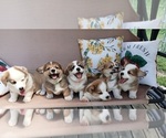 Small Photo #1 Pembroke Welsh Corgi Puppy For Sale in HARTFORD CITY, IN, USA