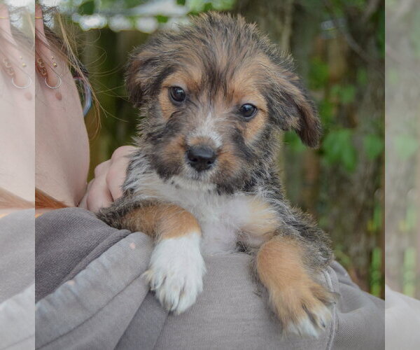 Medium Photo #6 Mutt Puppy For Sale in Huntley, IL, USA