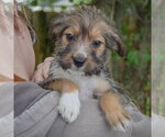 Small #5 Mutt