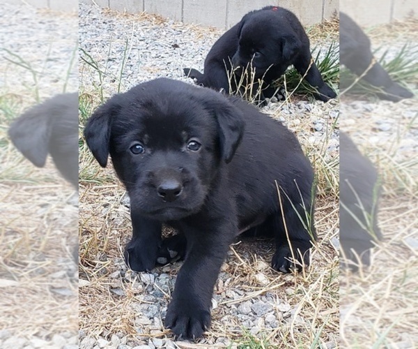 Medium Photo #31 Labrador Retriever Puppy For Sale in OLYMPIA, WA, USA