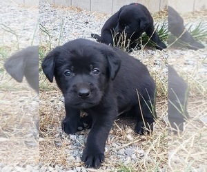 Medium Labrador Retriever