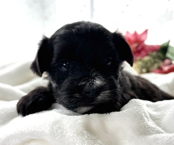 Medium Photo #4 Morkie Puppy For Sale in ROCK STREAM, NY, USA