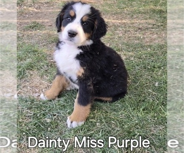 Medium Photo #10 Bernese Mountain Dog Puppy For Sale in SALMON, ID, USA