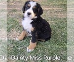 Small Photo #10 Bernese Mountain Dog Puppy For Sale in SALMON, ID, USA
