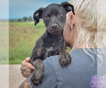 Small #4 American Staffordshire Terrier Mix
