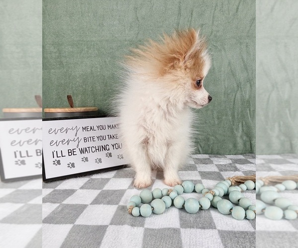 Medium Photo #6 Pomeranian Puppy For Sale in INDIANAPOLIS, IN, USA