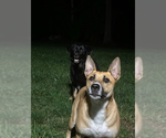 Small #2 American Staffordshire Terrier Mix