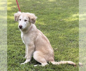 RANGER - Male Siberian Husky Dog for Adoption - Photo #2