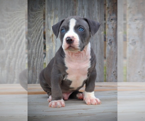 Medium Photo #13 American Bully Puppy For Sale in LOS ANGELES, CA, USA