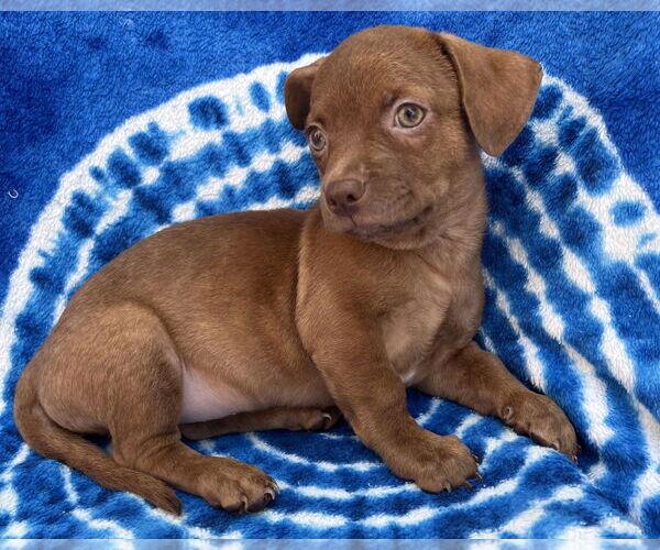 Medium Photo #10 Chihuahua-Unknown Mix Puppy For Sale in Corona, CA, USA