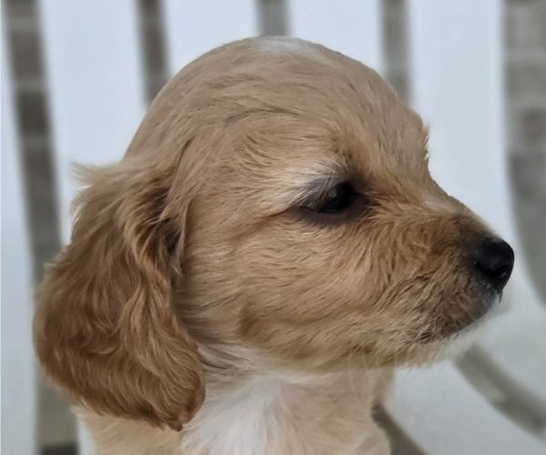 Medium Photo #14 Cavapoo Puppy For Sale in BATESVILLE, IN, USA