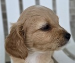 Small Photo #14 Cavapoo Puppy For Sale in BATESVILLE, IN, USA