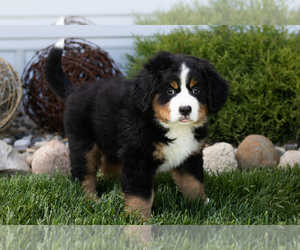 Bernese Mountain Dog Puppy for sale in TOPEKA, IN, USA