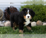 Small Bernese Mountain Dog
