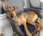 Small #1 German Shepherd Dog Mix