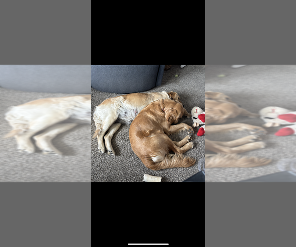 Medium Photo #1 Golden Retriever Puppy For Sale in TONGANOXIE, KS, USA
