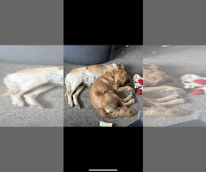 Father of the Golden Retriever puppies born on 05/15/2025