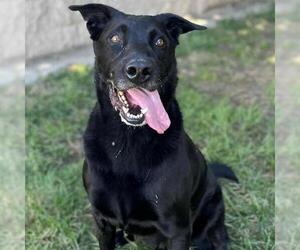 Labrador Retriever Dogs for adoption in Modesto, CA, USA