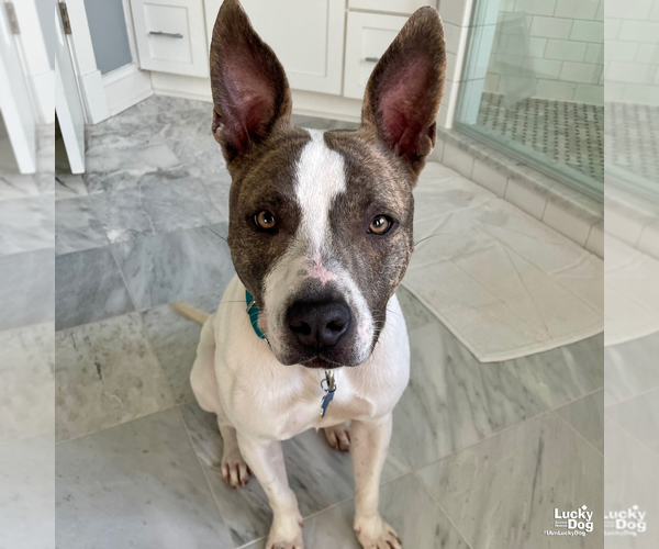 Medium Photo #9 Mutt Puppy For Sale in Washington, DC, USA