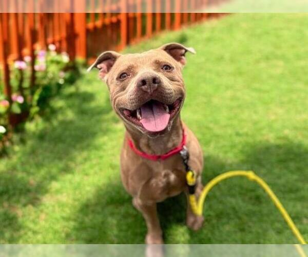 Medium Photo #3 American Staffordshire Terrier-Unknown Mix Puppy For Sale in Las Vegas, NV, USA