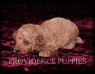 Small Photo #5 Poodle (Miniature) Puppy For Sale in COPPOCK, IA, USA