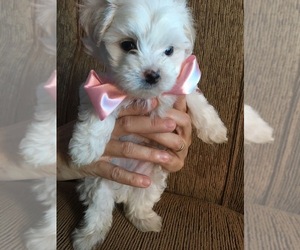 Medium Maltese