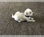 Small Photo #1 Goberian-Golden Labrador Mix Puppy For Sale in ROSSVILLE, IN, USA