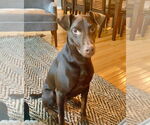 Small #1 Doberman Pinscher-Labrador Retriever Mix