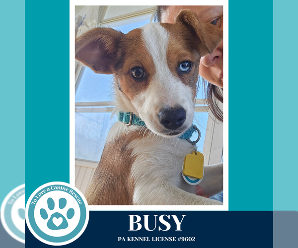 Medium Photo #2 Mutt Puppy For Sale in Kimberton, PA, USA