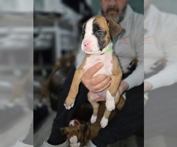 Medium Photo #3 Boxer Puppy For Sale in GALLOWAY, NJ, USA