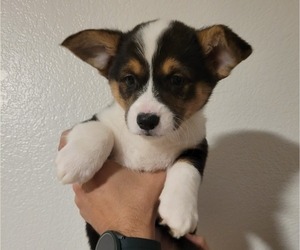 Pembroke Welsh Corgi Puppy for sale in ABILENE, TX, USA