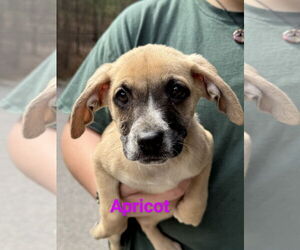 Black Mouth Cur-Unknown Mix Dogs for adoption in Franklin, North Carolina, NC, USA