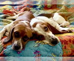 Small #6 Basset Hound