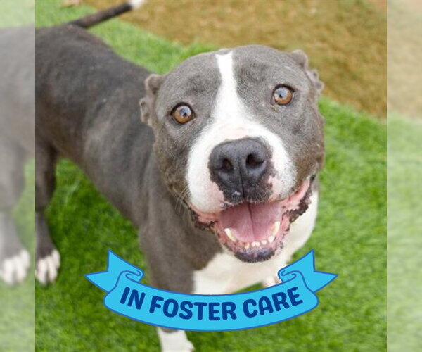 Medium Photo #3 American Bulldog-Unknown Mix Puppy For Sale in Tallahassee, FL, USA