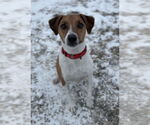 Small Jack Russell Terrier