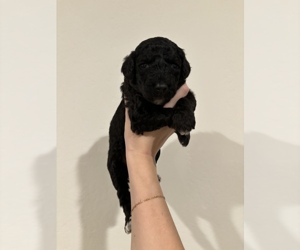 Medium Photo #2 Aussiedoodle-Goldendoodle Mix Puppy For Sale in BAKERSFIELD, CA, USA