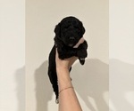 Small Photo #2 Aussiedoodle-Goldendoodle Mix Puppy For Sale in BAKERSFIELD, CA, USA