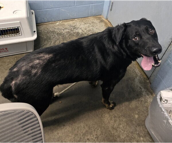 Medium Photo #4 Rottweiler-Unknown Mix Puppy For Sale in Evansville, IN, USA